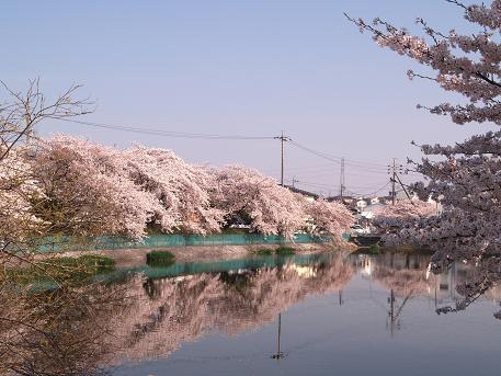 地蔵池の桜