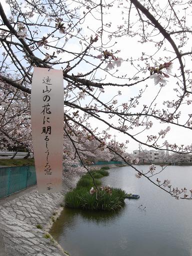 1地蔵池の桜
