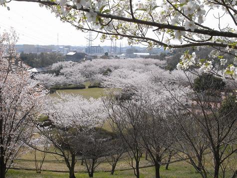 1大高緑地公園の桜