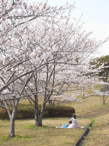 5大高緑地公園の桜
