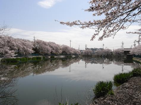 3地蔵池の桜