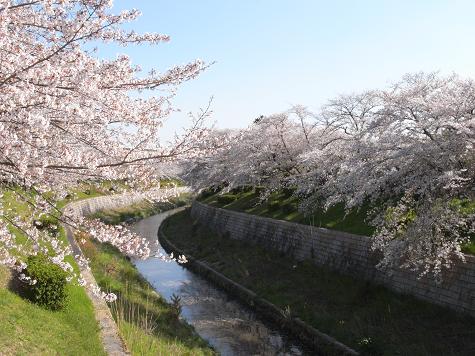 1山崎川の桜