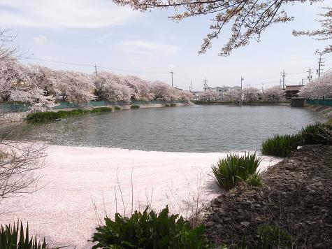 4地蔵池の桜