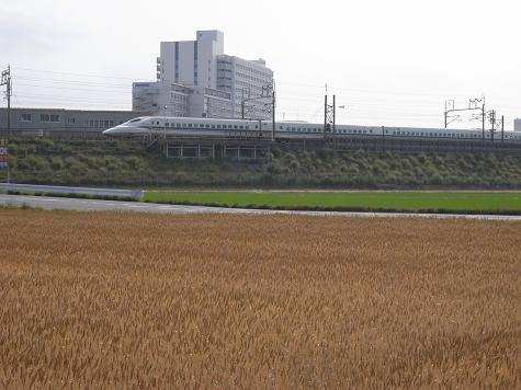 麦、稲、東海道新幹線